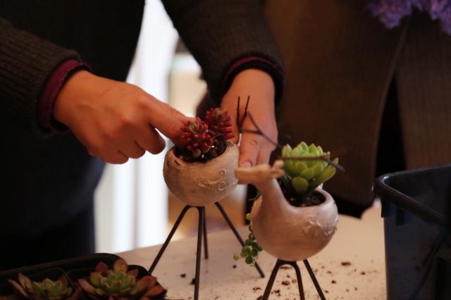 DIY多肉小植物 DIY多肉小植物